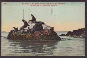 Sea Lions on the Rocks,San Francisco,CA Postcard 