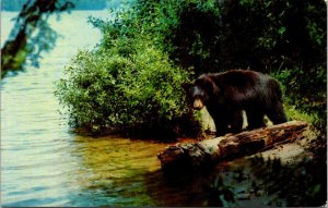Yearling Black Bear Cub - [MX-663]