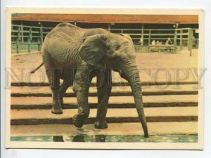 463654 USSR 1965 year Leningrad Zoo African elephant postcard