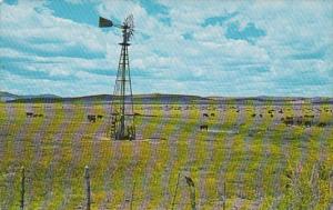 Texas Cattle At Watering Time