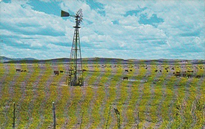 Texas Cattle At Watering Time