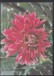 Cuban Flowers Postcard - Close Up View of a Beautiful Flower  RR1685