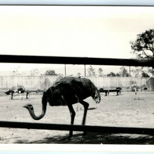 1921 Pasadena Los Angeles Cawston Ostrich Farm RPPC Real Photo California A30