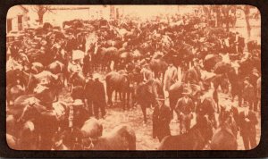 Tennessee Lynchburg Mule Days Open Air Mule Market Circa Early 1900s