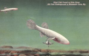 Vintage Postcard Blind Fish Echo River Underground Mammoth Cave Park Kentucky KY