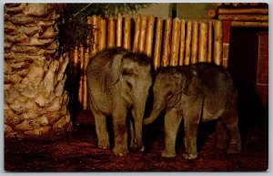 San Diego California 1960s Postcard Baby Elephants