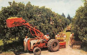 Citrus Harvest Florida, USA Fruit Assorted Unused 