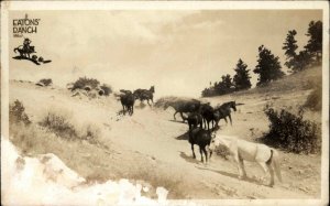 Wolf Wyoming WY Eaton Ranch Horses Real Photo Postcard #2