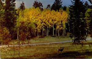 Arizona Deer In Kaibab National Forest Near Grand Canyon