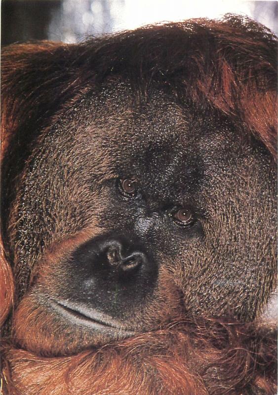 Jersey Zoo orangutan postcard