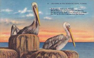Pelicans In The Sunshine State Florida
