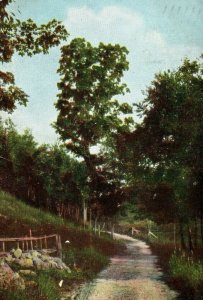 Circa 1900-08 Driveway to The City Park Petoskey, Michigan Vintage Postcard P12
