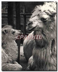 Postcard Old Chamelle and small