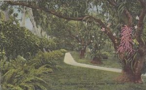 Florida A Long Avenue Of Giant Mango Trees