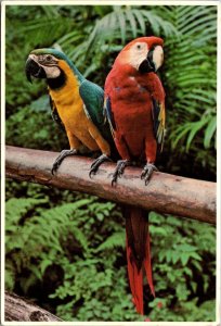 Hawaii Honolulu Manoa Valley Paradise Park Colorful Parrots