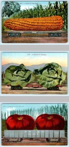 3 Exaggeration Postcards CARLOAD of CORN, CABBAGE & TOMATOES 1910 Mitchell