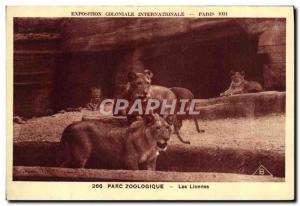 Old Postcard Felin Lion International Colonial Exposition Paris 1931 Zoo Lion...