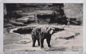 Ohio Cincinnati Zoo Kodiak Bear