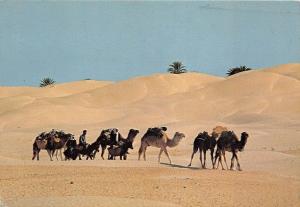 BF39545 caravanne saharienne tunisia   camel chameau  animal animaux