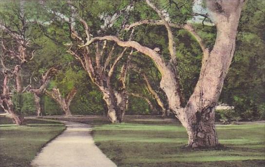 Hotel Del Monte The Oaks Del Monte California Handcolored Albertype