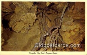 Douglas Fir Root - Oregon Caves National Monument s, Oregon OR  