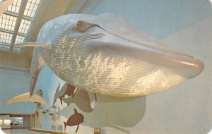 Blue Whale Museum of Natural History Smithsonian c1960s Vintage Postcard