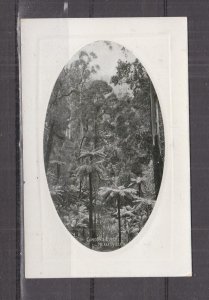 VICTORIA, HEALESVILLE, CONDONS GULLY, c1910 real photo ppc., unused.