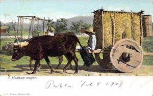 Ox Wagon Mexico 1909 postcard