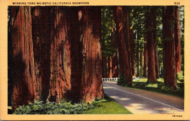 California Redwood Highway Winding Thru Majestic California Redwoods