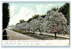 1907 Oxford St. White Magnolias In Bloom Rochester New York NY Antique Postcard