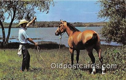 Texas Cowboy & his Horse Lake Benbrook, Fort Worth, TX Unused 