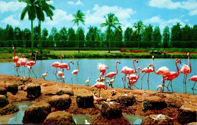 Florida Miami Flamingos and Nests At Hialeah Race Course