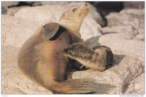 GALAPAGOS - Ecuador , 50-70s ; Sea Lion