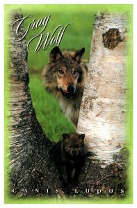 Canis Lupus Gray Wolf Pacific Northwest Wildlife Nature Chrome Postcard UNP  