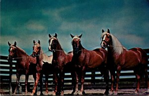 Horses Palomino Partners Deep In The Heart Of Texas
