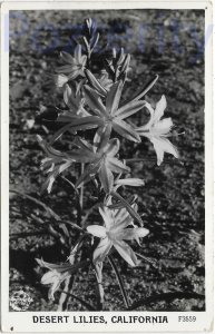 DESERT LILLIES CALIFORNIA RPPC (F3559)CALIFORNIA DESERT