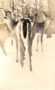 Black and White Photo Deer Postal Used Unknown real photo