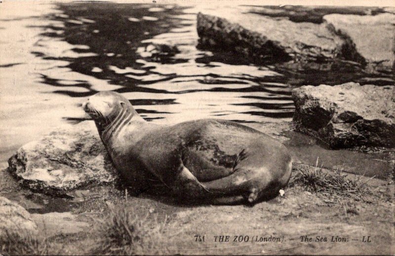 Sea Lion The London Zoo