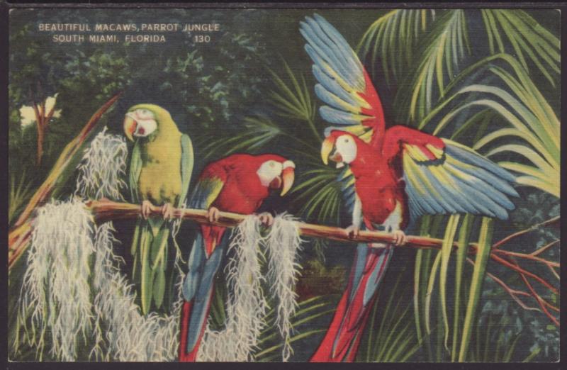 Macaws,Parrot Jungle,South Miami,FL Postcard