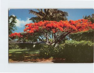 Postcard The Flame Tree Hawaii USA