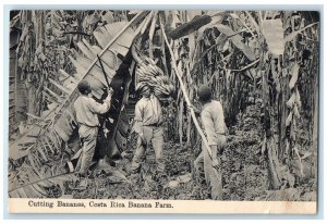 c1940's Cutting Bananas Costa Rica Banana Farm Unposted Antique Postcard