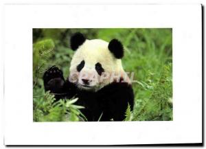 Modern Postcard Koala