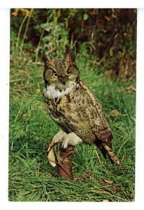 Birds - Great Horned Owl