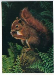 263465 JAPAN squirrel OLD 3-D Lenticular postcard