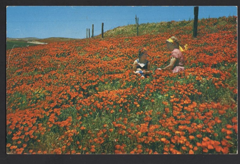 California Poppies - State Flower Blooms Profusely Landscape ~ Chrome