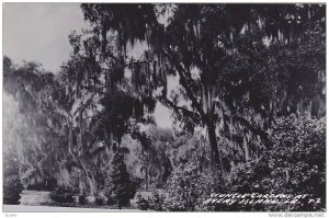 RP, Jungle Gardens At Avery Island, Louisiana, 1920-1940s