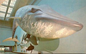 92 Foot Model Of Blue Whale Smithsonian Institution