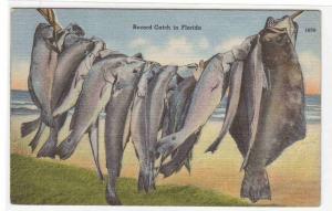 Fish Fishing Catch Florida 1956 linen postcard