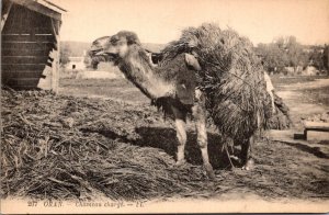 Camel Loaded With Hay Chameau Charge