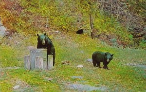 Black Bear With Garbage Pails Adirondack Mountains New York